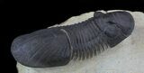 Large Paralejurus Trilobite #36838-5